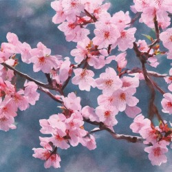 Обложка: Tosama Beats - Cherry Blossom
